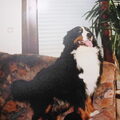 Berner Sennenhond