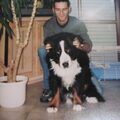 Berner Sennenhond