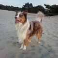 Australian Shepherd