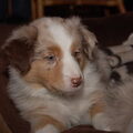 Australian Shepherd