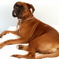 Boxer