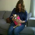Engelse Bulldog