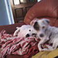 Jack Russell Terrier