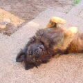 Leonberger