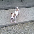 American Staffordshire Terrier