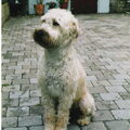 Irish Softcoated Wheaten Terriër