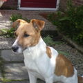Jack Russell Terrier