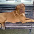 Bordeauxdog