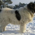 Mastin del Pirineo