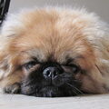 Pekingees