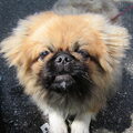 Pekingees