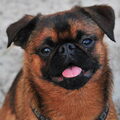 Petit Brabançon