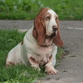 Basset Hound