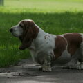 Basset Hound