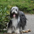 Bearded Collie