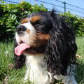 Cavalier King Charles Spaniel
