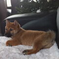Shiba Inu