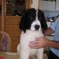 Landseer