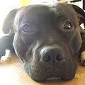 American Staffordshire Terrier