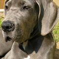 Duitse Dog