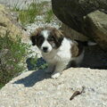 Kooikerhondje