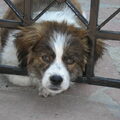 Kooikerhondje