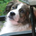 Kooikerhondje