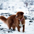 Nova Scotia Duck Tolling Retriever