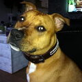 American Staffordshire Terrier