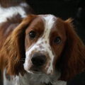 Welsh Springer Spaniel