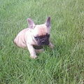 Franse Bulldog