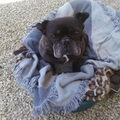 Franse Bulldog