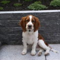 Welsh Springer Spaniel