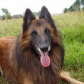 Tervuerense Herder