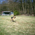 Duitse Herder