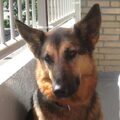 Duitse Herder