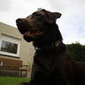 Labrador