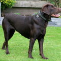 Labrador