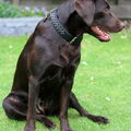 Labrador