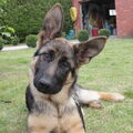 Duitse Herder