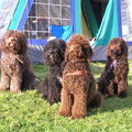 Barbet