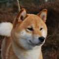 Shiba Inu