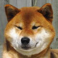 Shiba Inu