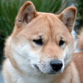 Shiba Inu