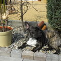 Franse Bulldog