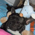 Franse Bulldog