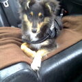 Sheltie