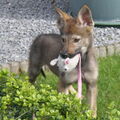 Tsjechoslowaakse Wolfhond
