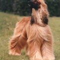 Afghaanse Windhond