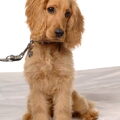 Engelse Cocker Spaniel
